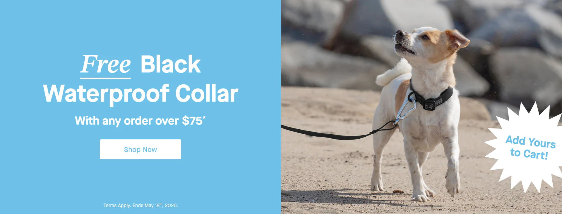 Style That Fits Every Tail